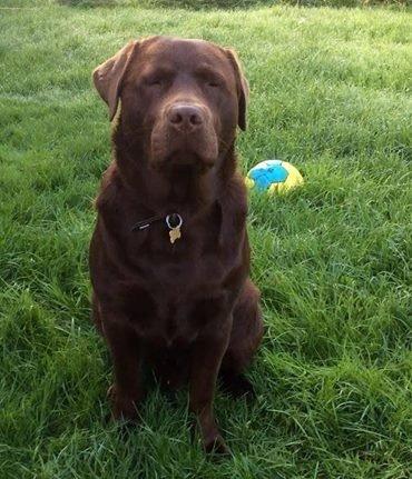 Labrador retriever Kimi billede 1