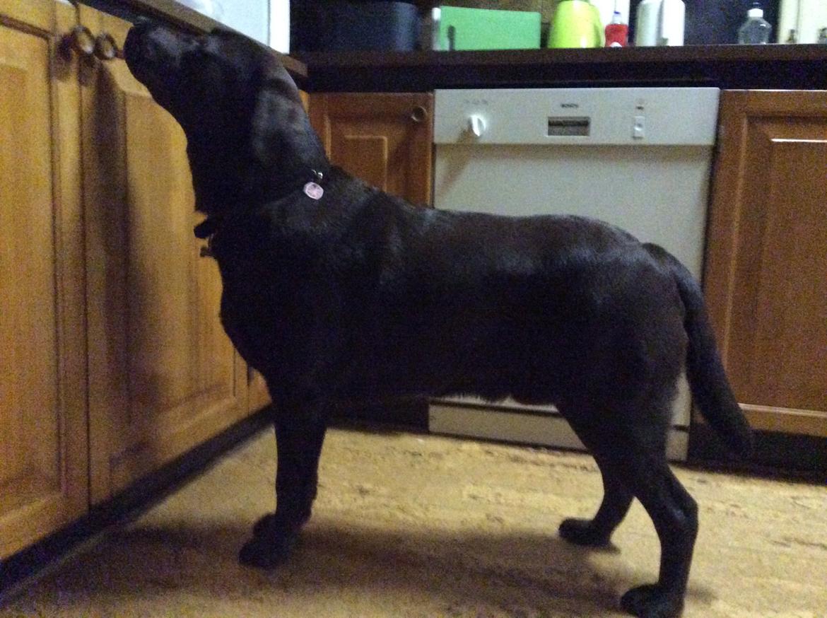 Labrador retriever Kimi billede 5