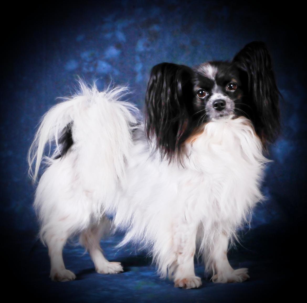 Papillon Kalua billede 1