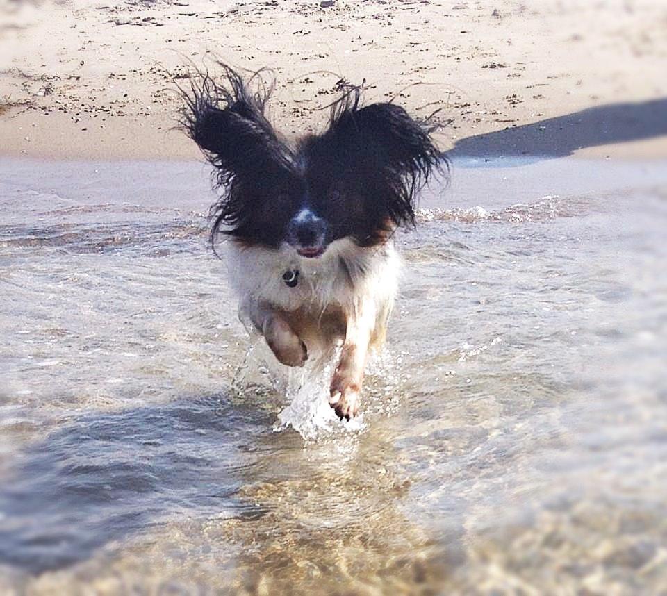 Papillon Kalua billede 16