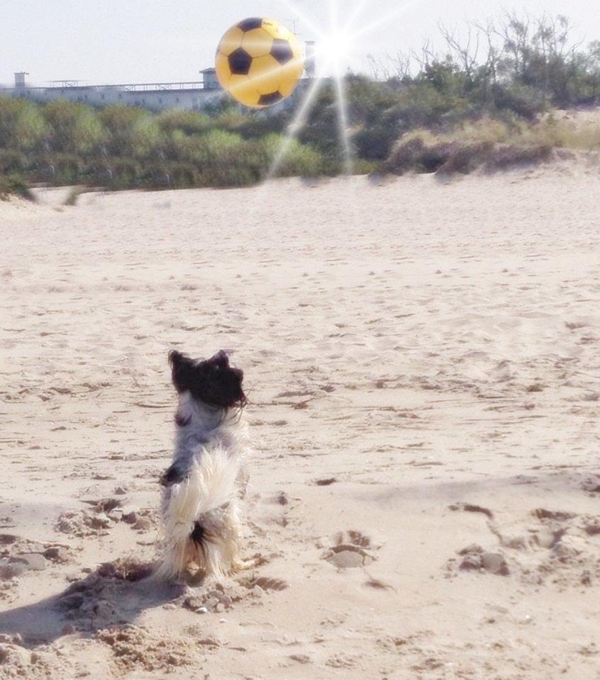 Papillon Kalua billede 18