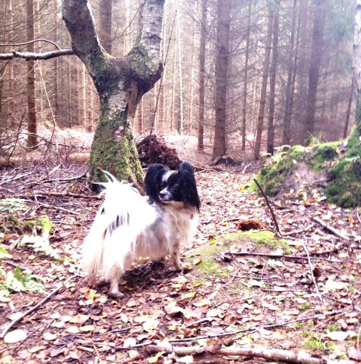 Papillon Kalua billede 19