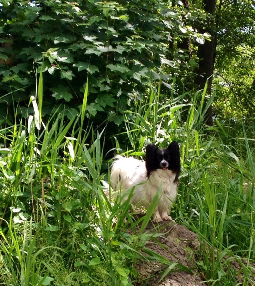 Papillon Kalua billede 17