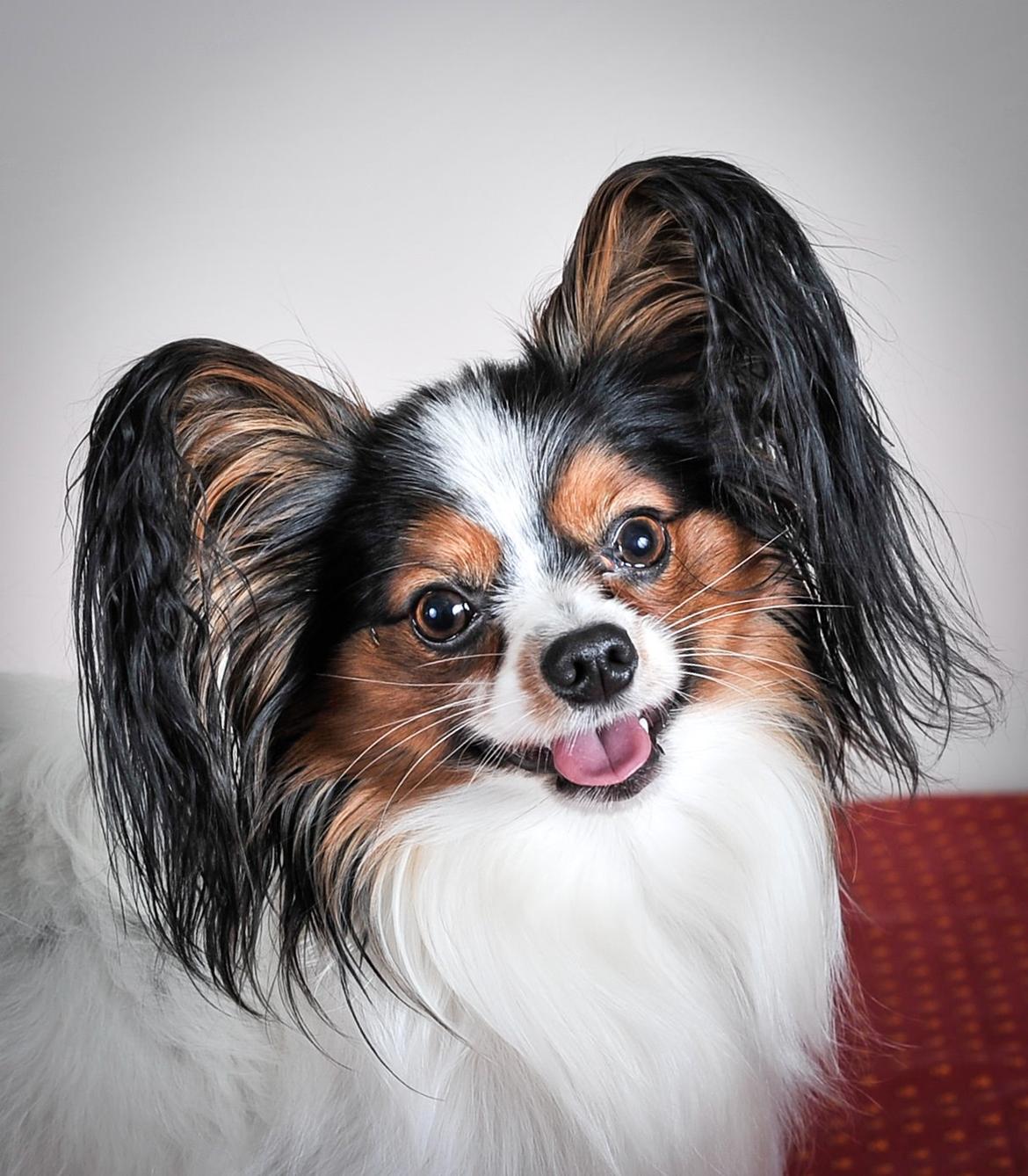 Papillon Kokos billede 1