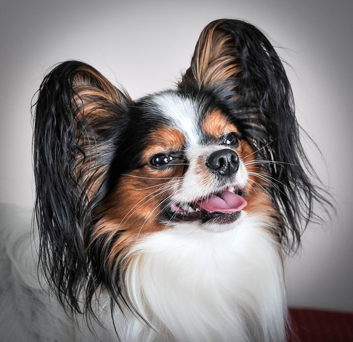 Papillon Kokos billede 16