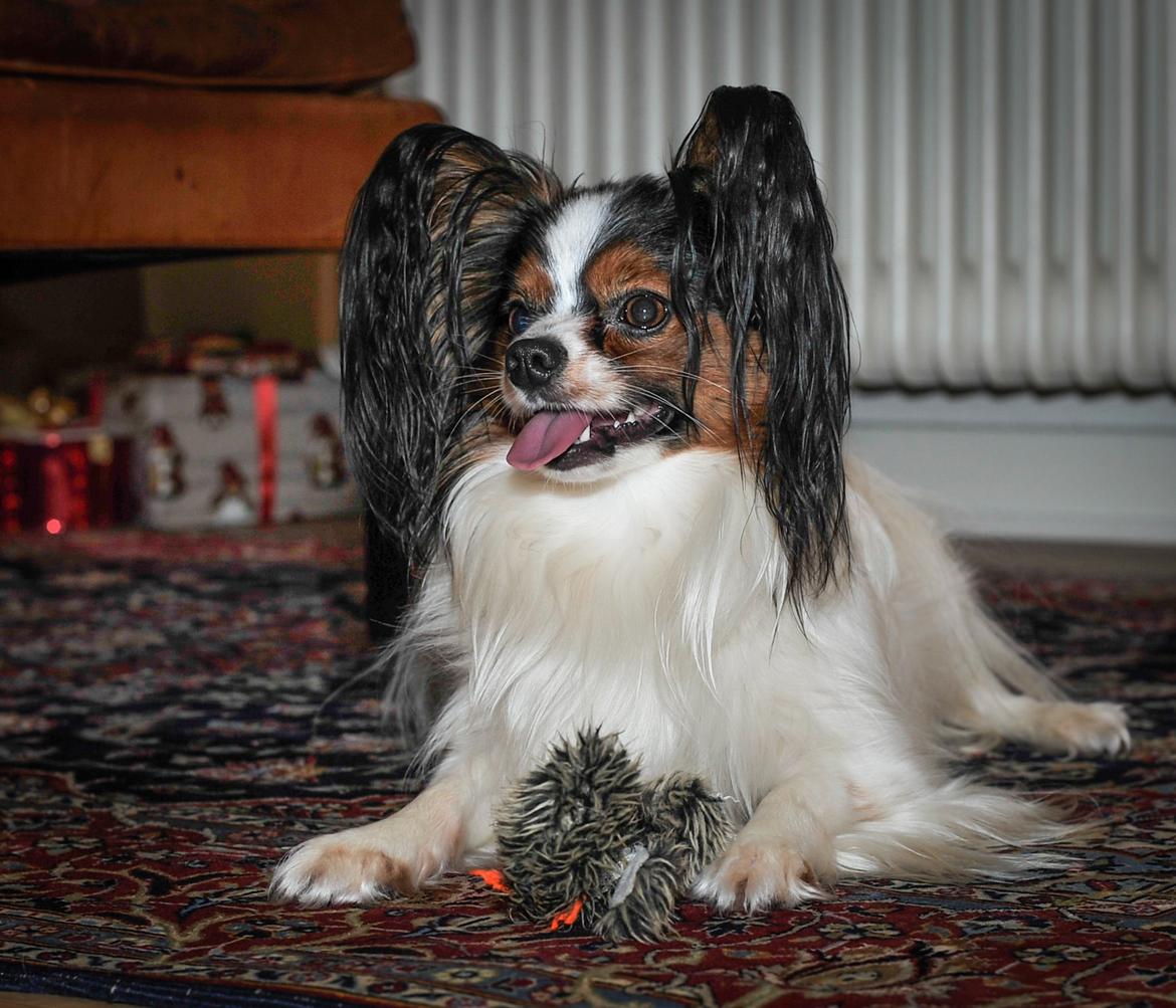 Papillon Kokos billede 18