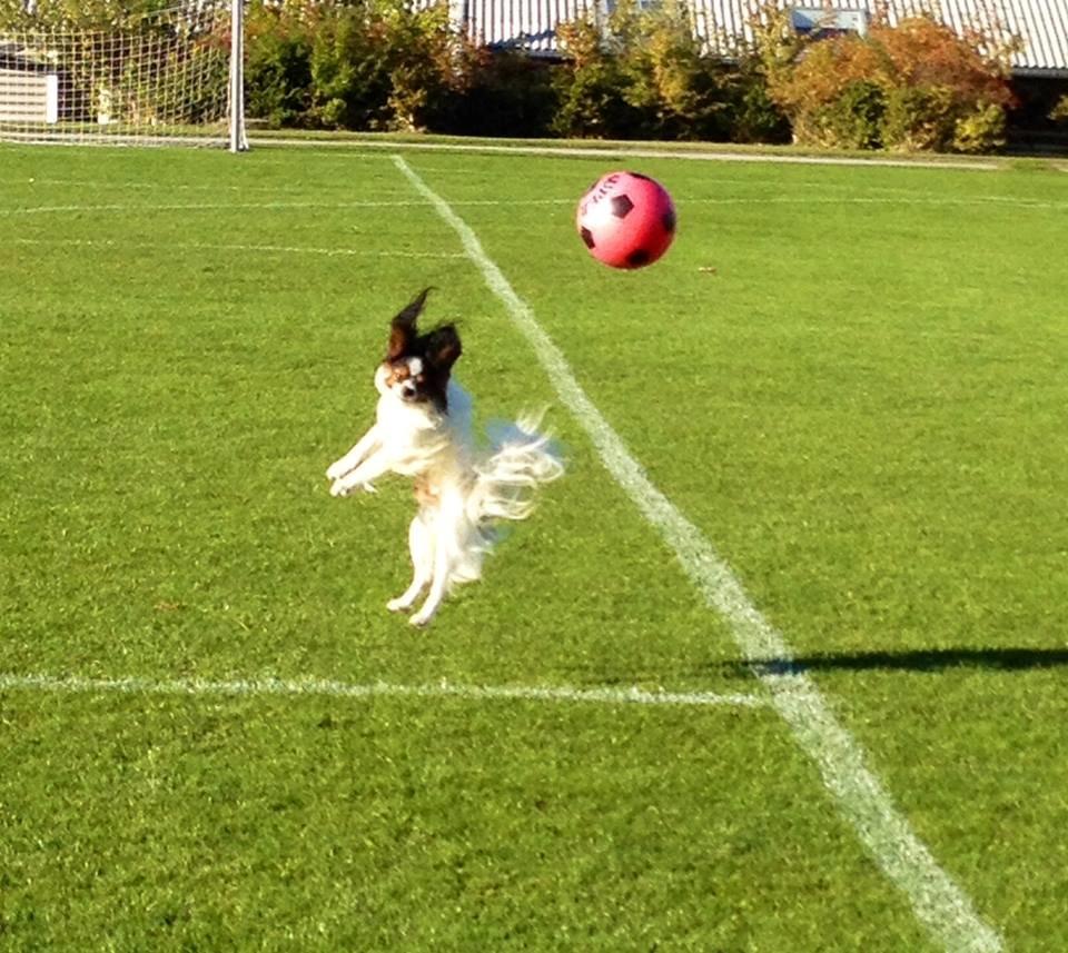 Papillon Kokos billede 19