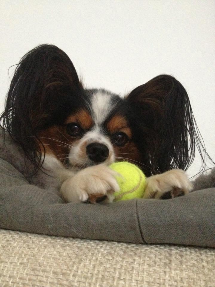 Papillon Kokos billede 20