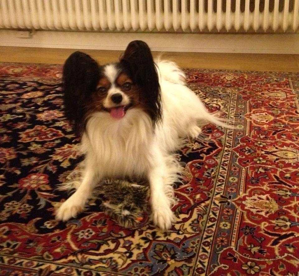 Papillon Kokos billede 22