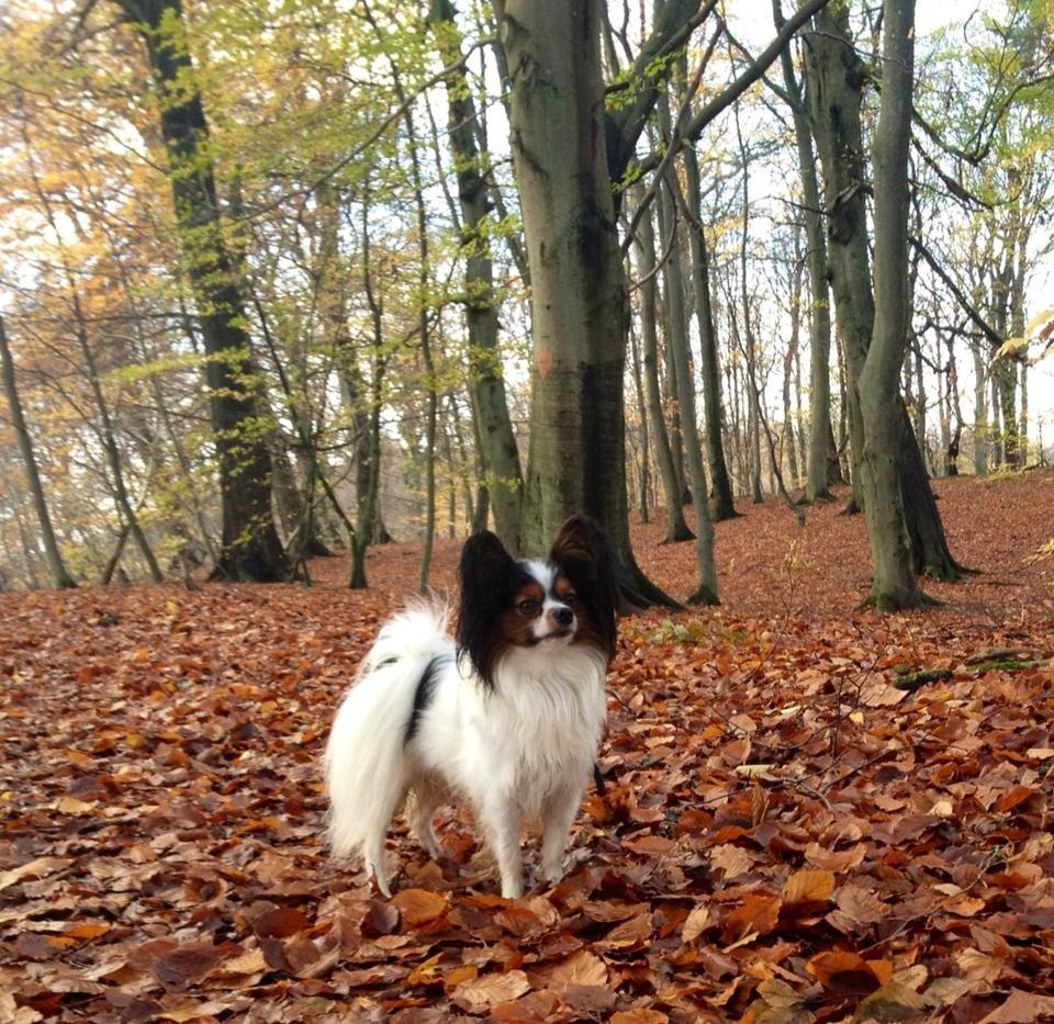 Papillon Kokos billede 23