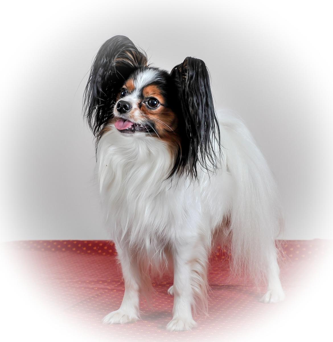 Papillon Kokos billede 17