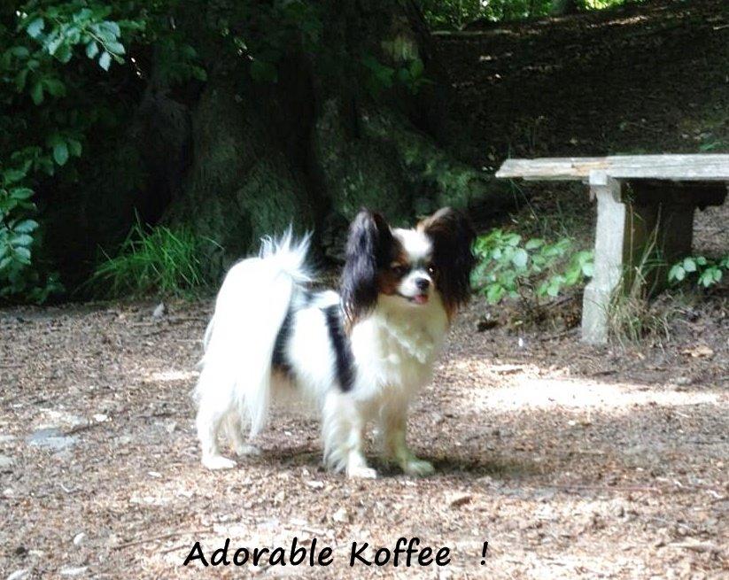 Papillon Koffee billede 15
