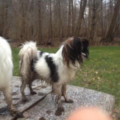 Papillon Koffee billede 17