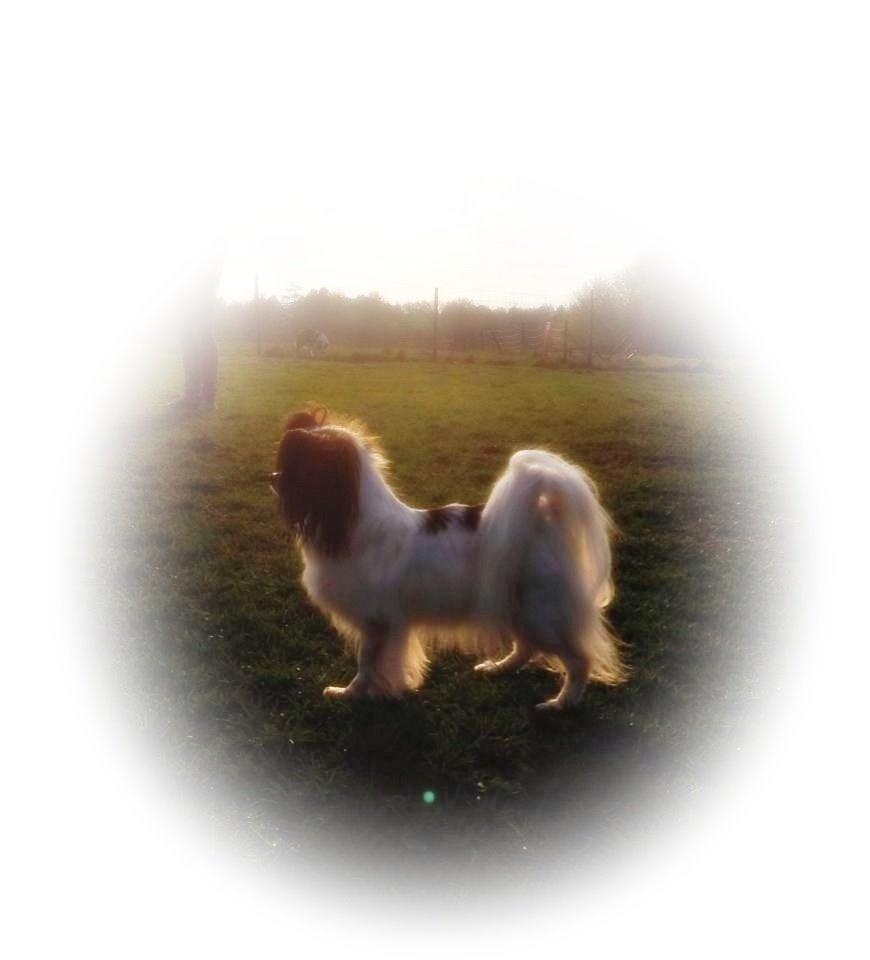 Papillon Koffee billede 18