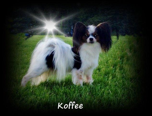 Papillon Koffee billede 19