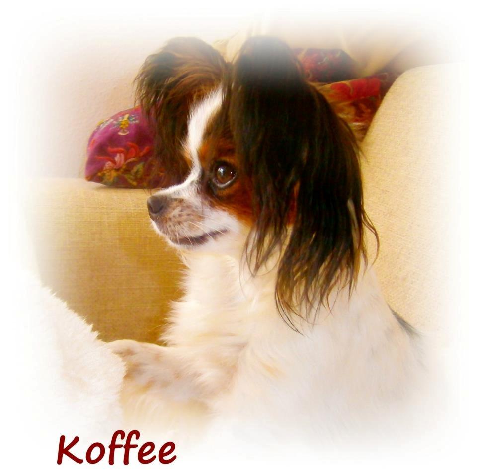 Papillon Koffee billede 16