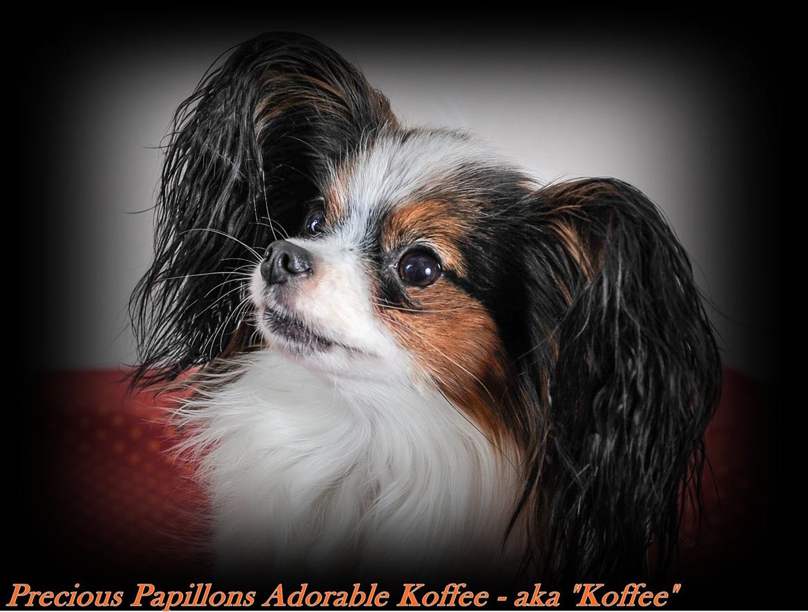 Papillon Koffee billede 20