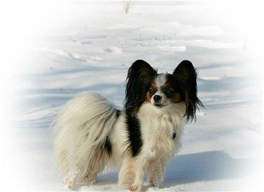 Papillon Koffee billede 22