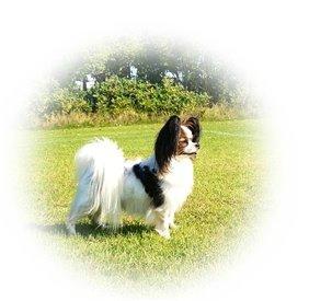 Papillon Koffee billede 23