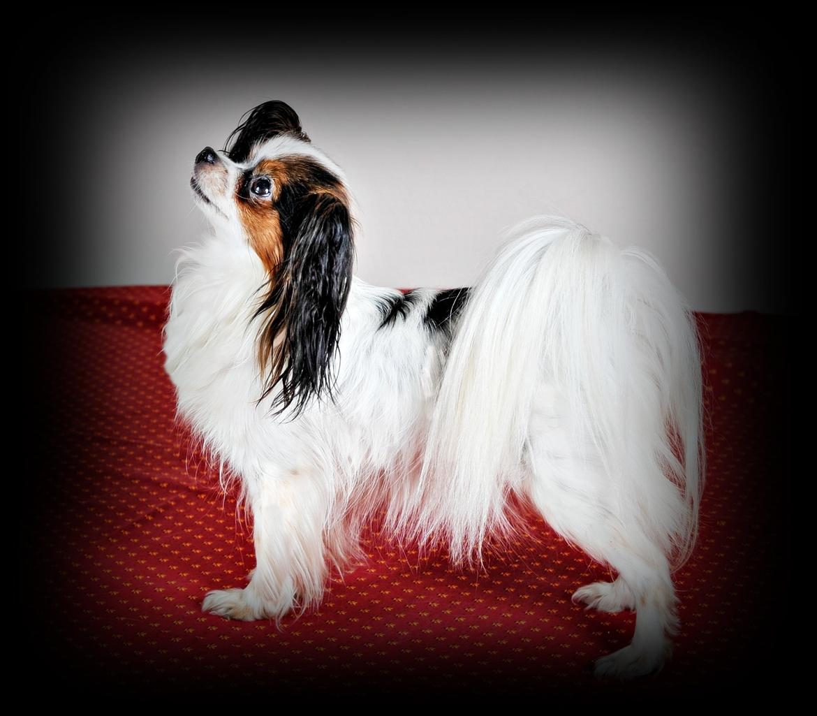 Papillon Koffee billede 21