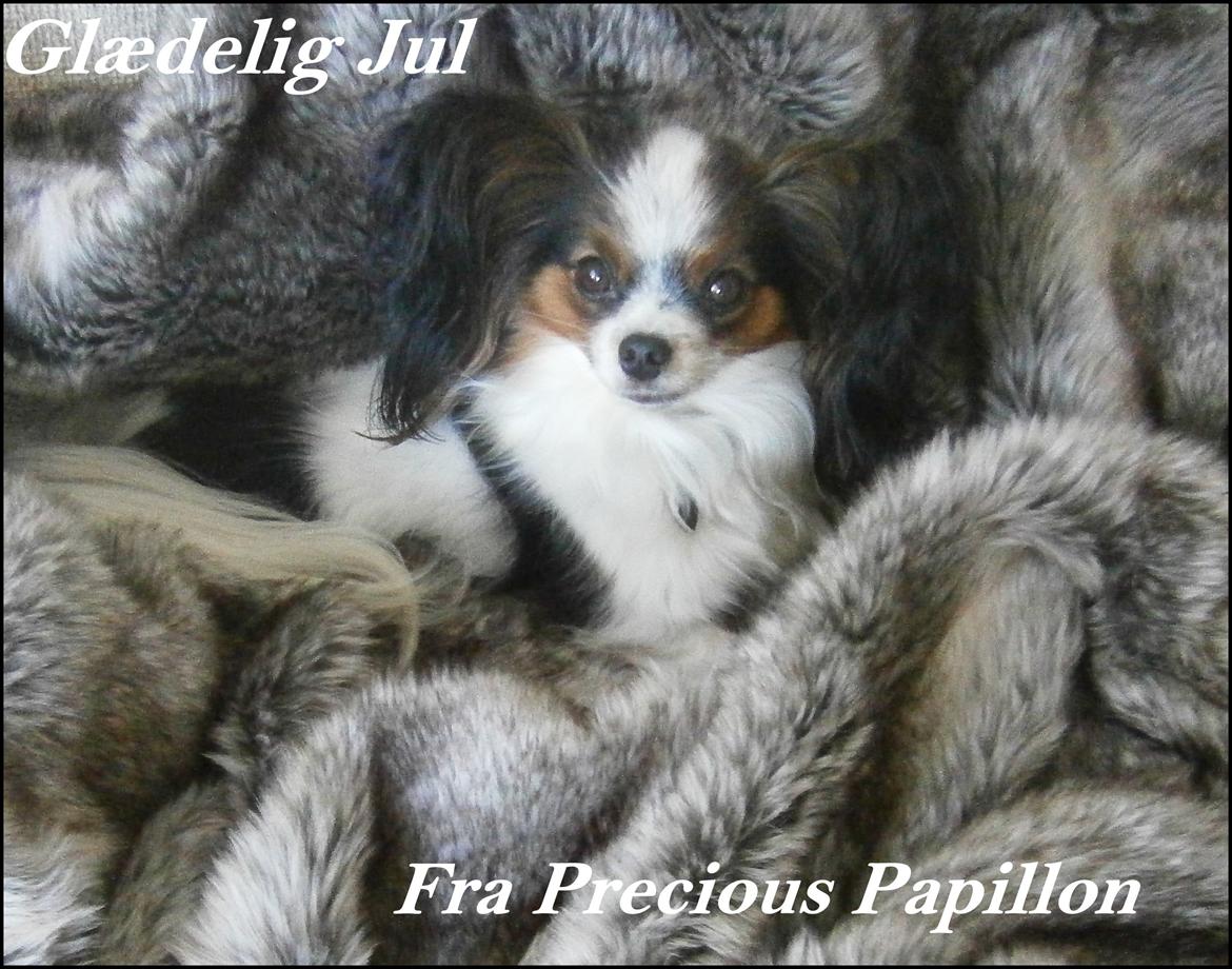 Papillon Koffee billede 1