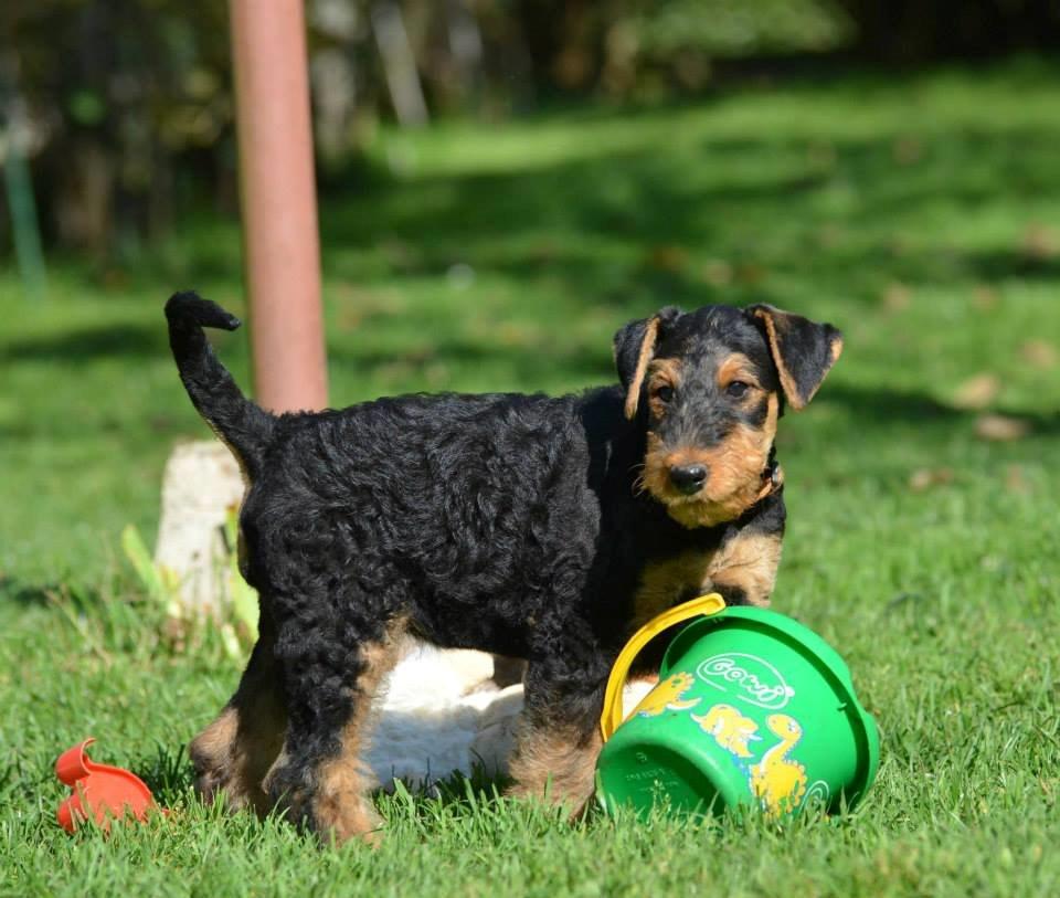 Airedale terrier Shadow Of Aire Love Song billede 2