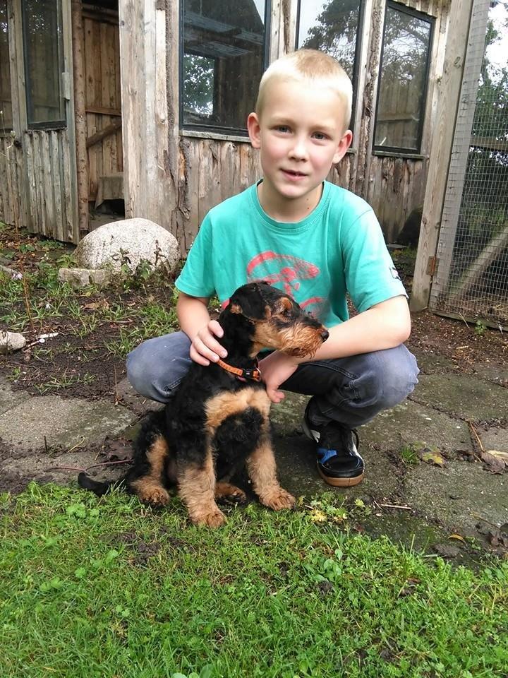 Airedale terrier Shadow Of Aire Love Song billede 3