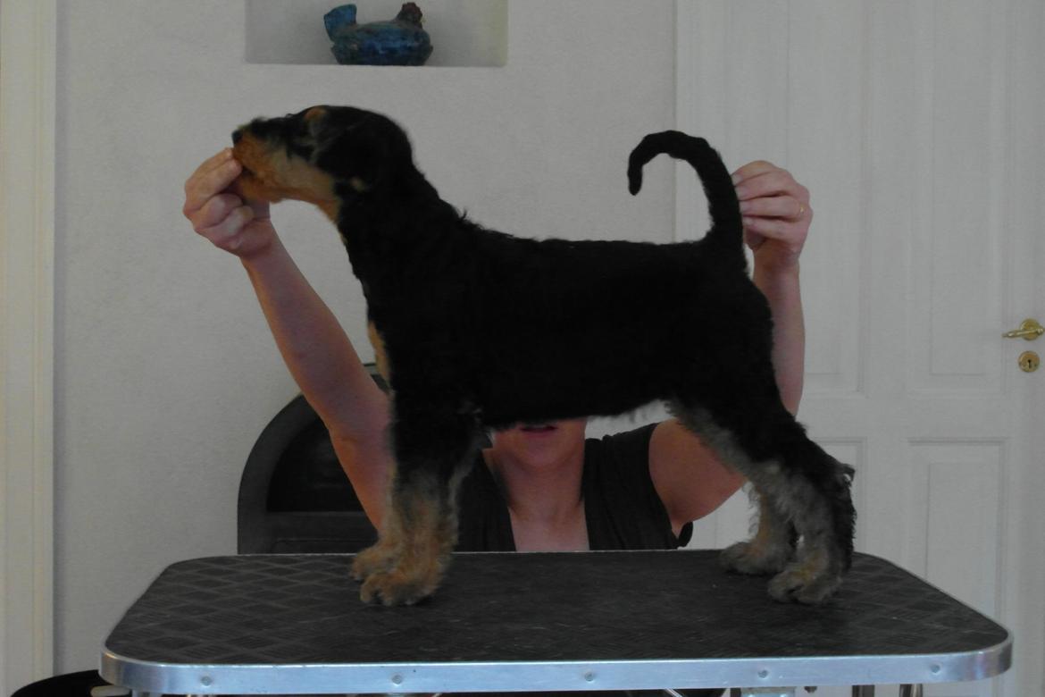 Airedale terrier Shadow Of Aire Love Song billede 4