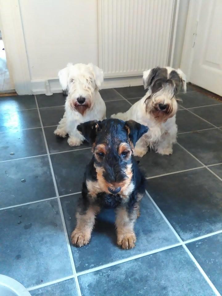 Airedale terrier Shadow Of Aire Love Song billede 5