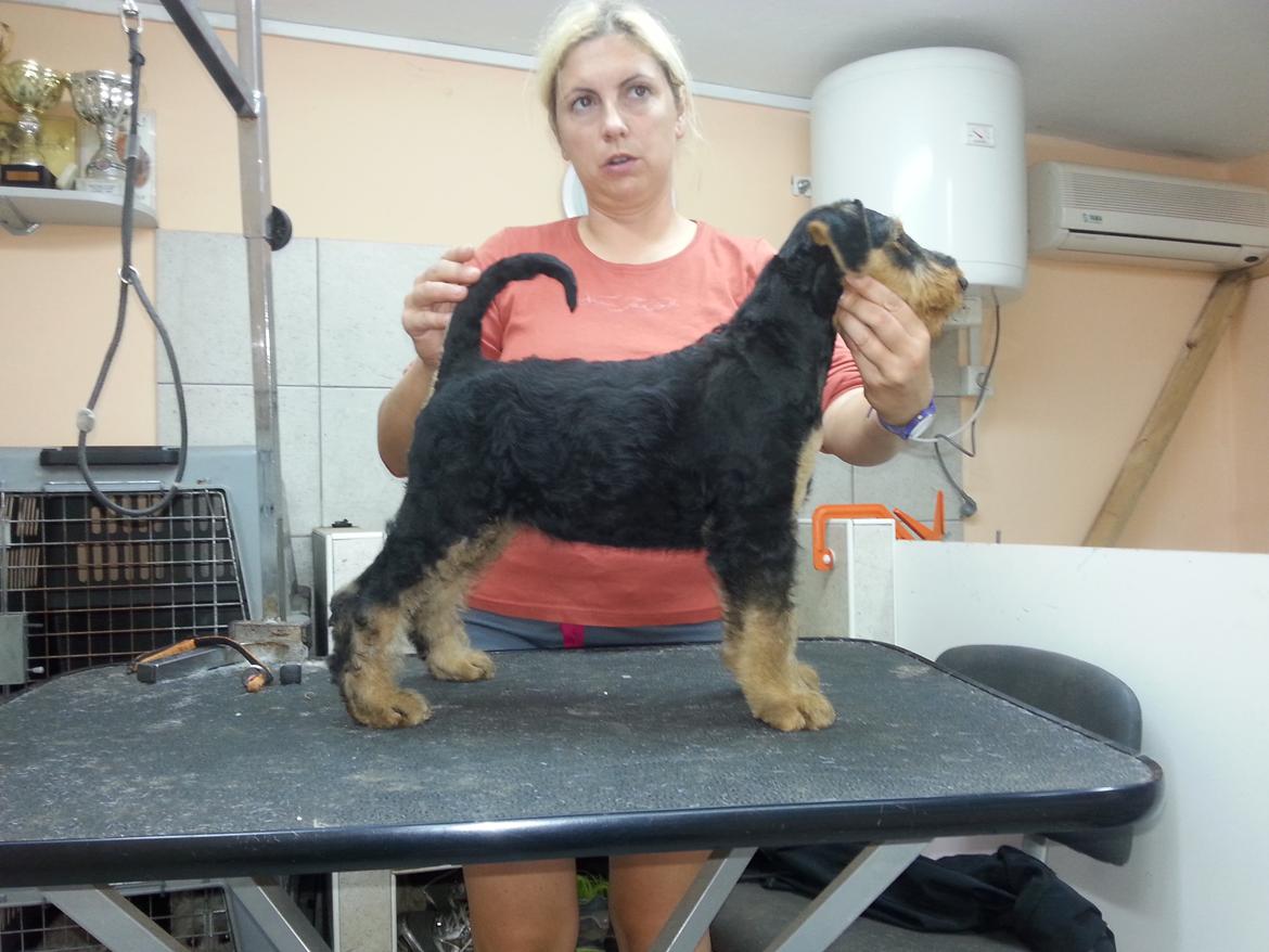 Airedale terrier Shadow Of Aire Love Song billede 6