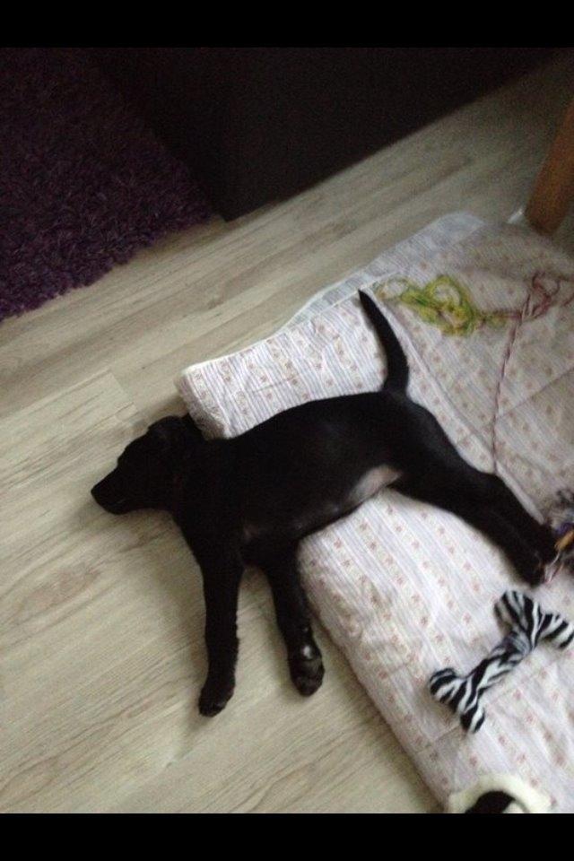 Blanding af racer Bine - Nuhrg <3 Træt lille hund billede 4