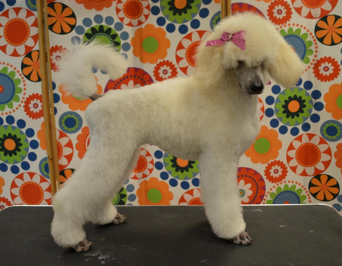 Storpuddel Tula - Nyklippet 15 uger gammel! :) billede 38