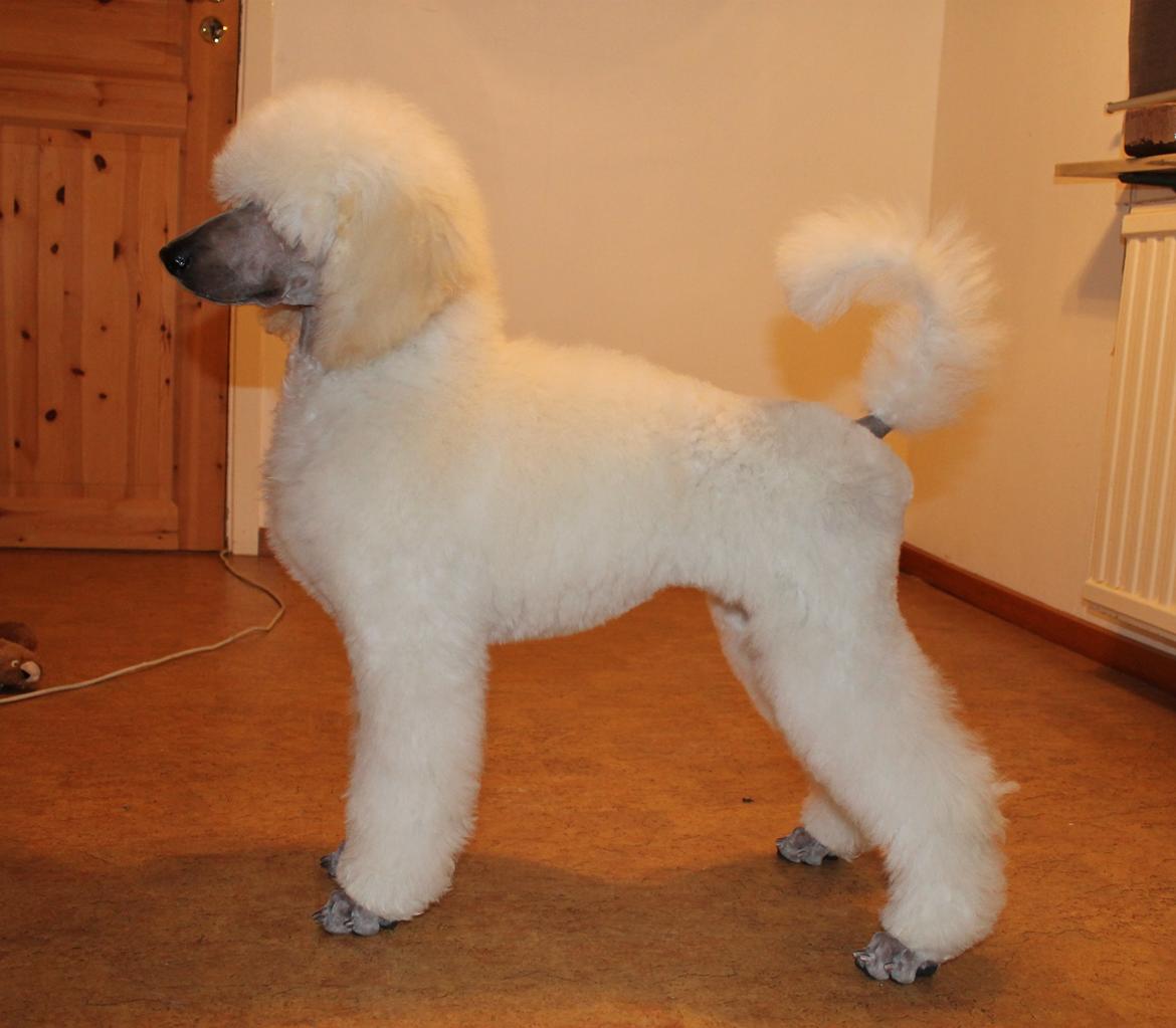 Storpuddel Tula - 15 uger billede 40