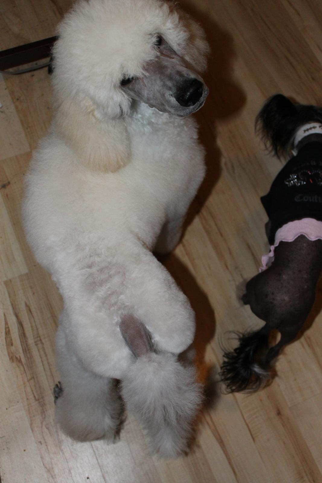 Storpuddel Tula - 15 uger billede 39