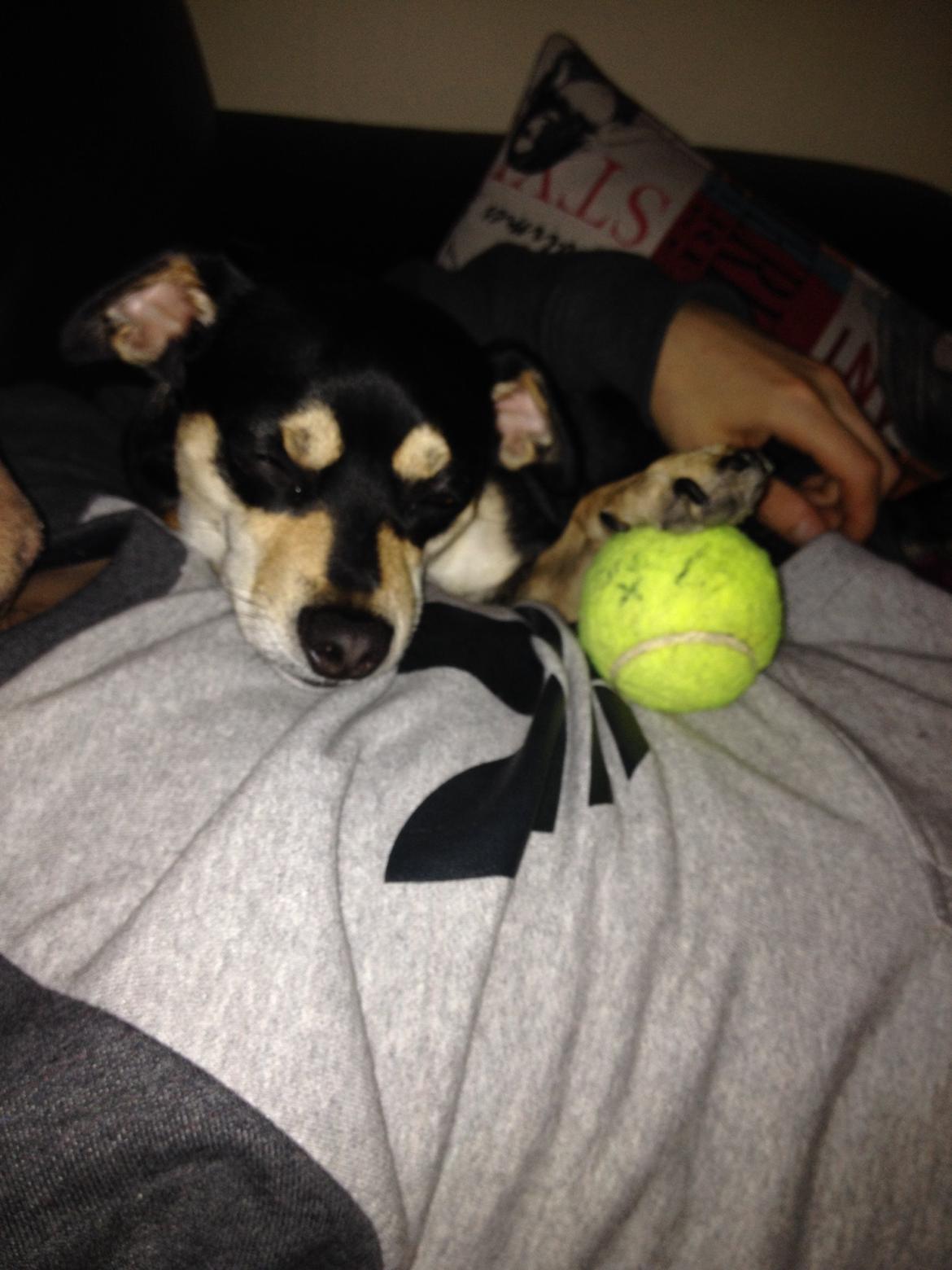 Dvaergpinscher Sara billede 1