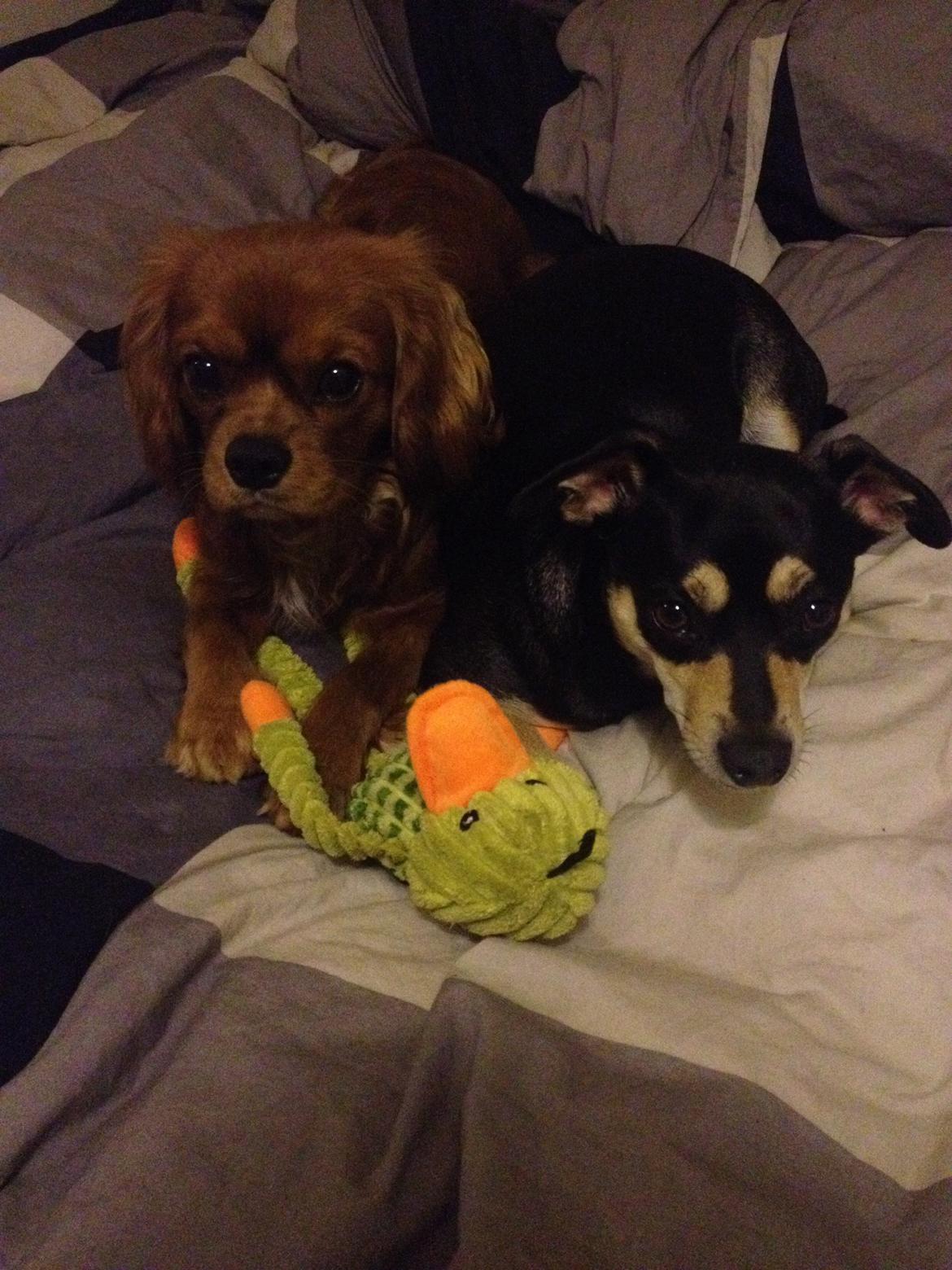 Dvaergpinscher Sara billede 3