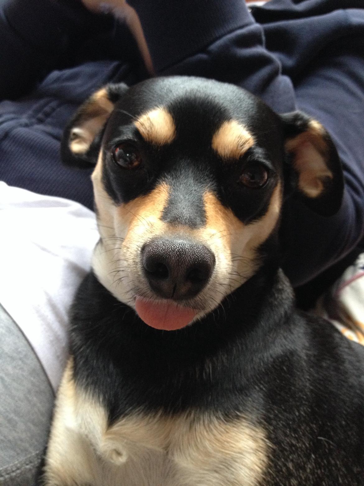 Dvaergpinscher Sara billede 5