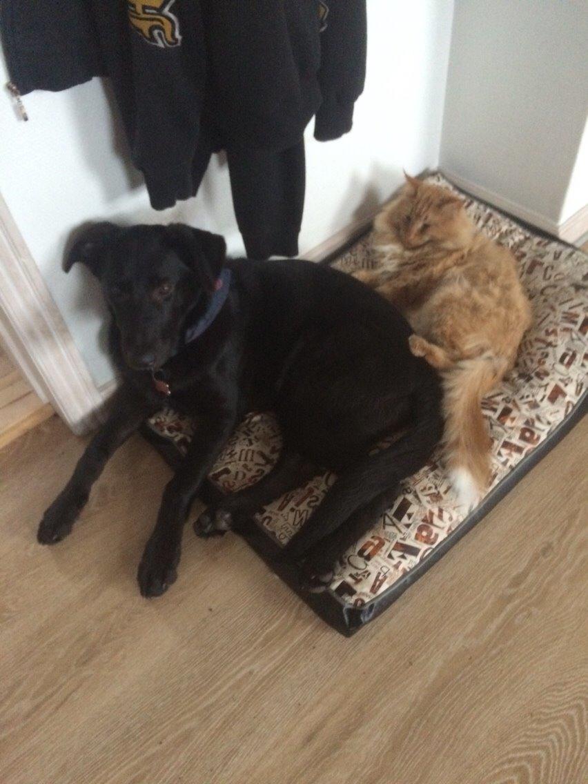 Blanding af racer Freya billede 30