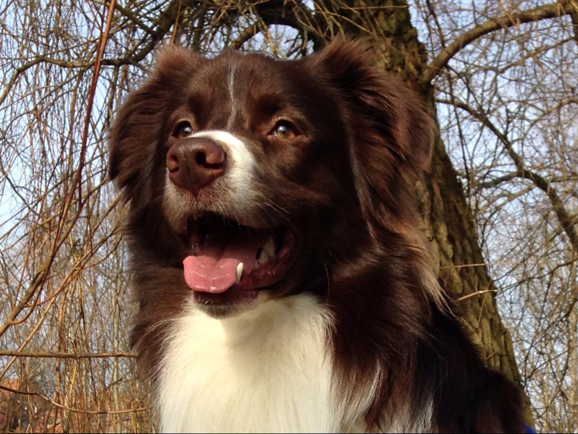 Australian shepherd Bosco billede 17