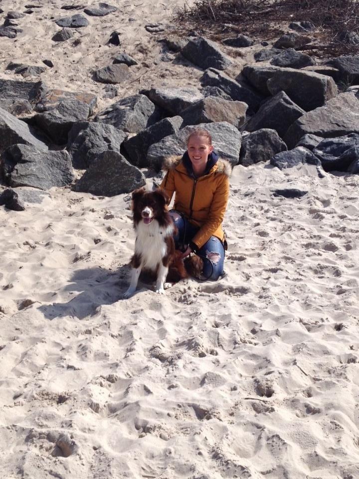 Australian shepherd Bosco billede 18