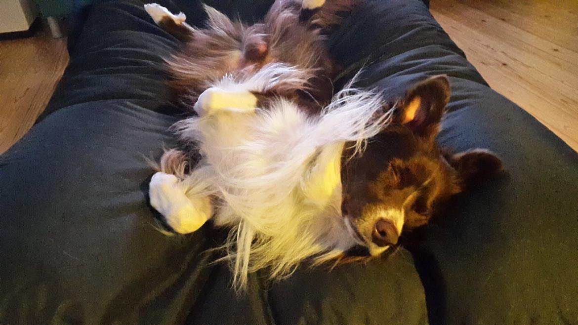 Australian shepherd Bosco billede 19