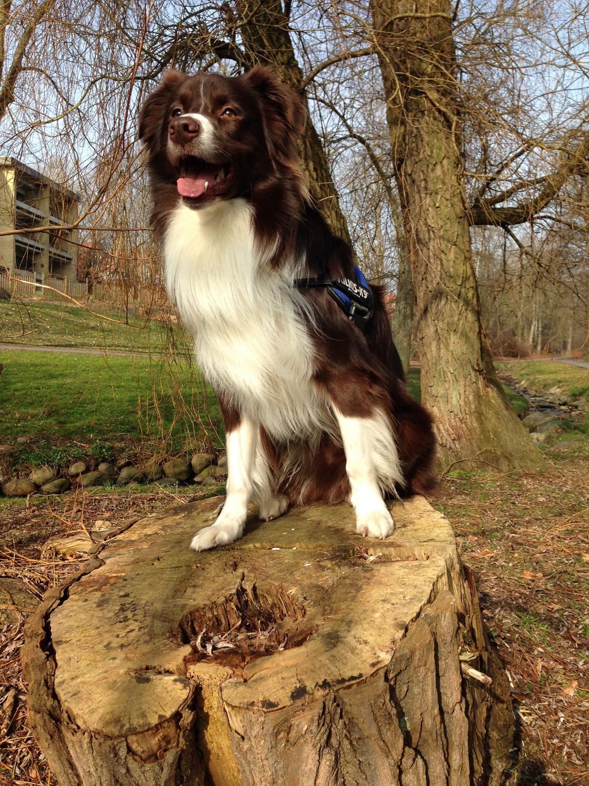 Australian shepherd Bosco billede 20
