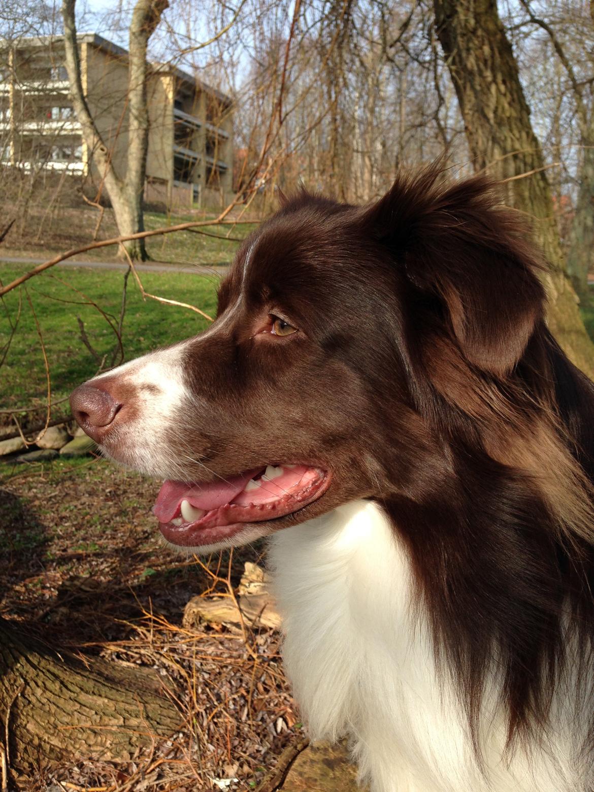 Australian shepherd Bosco billede 21
