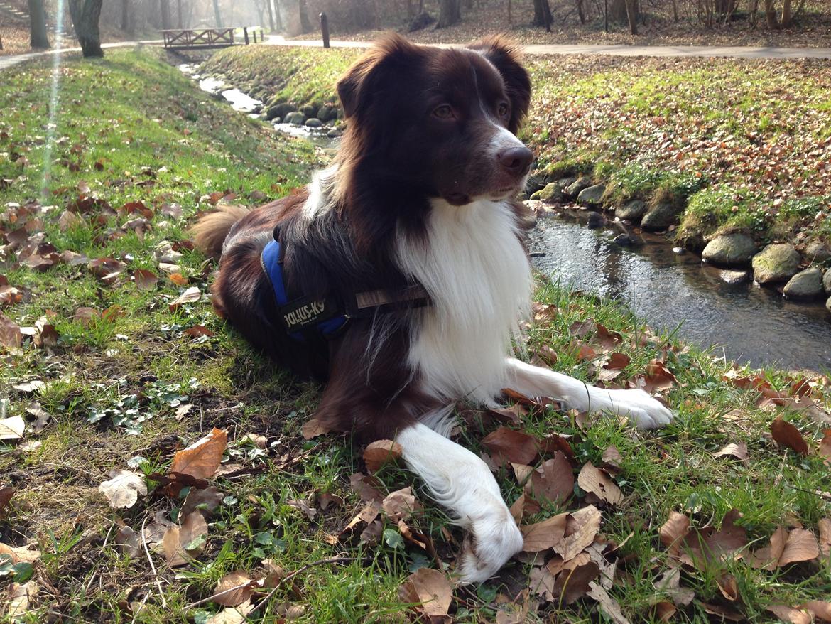 Australian shepherd Bosco billede 22