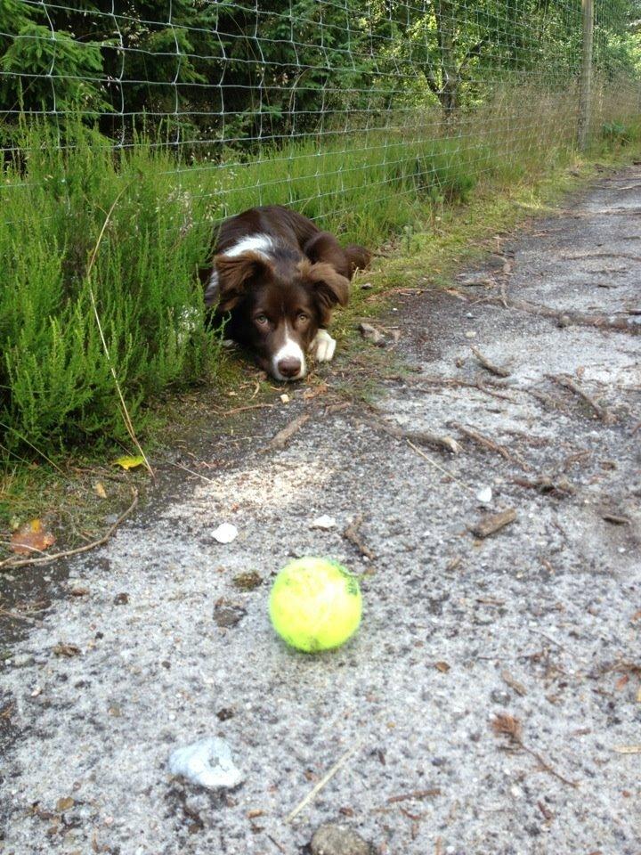 Australian shepherd Bosco billede 23