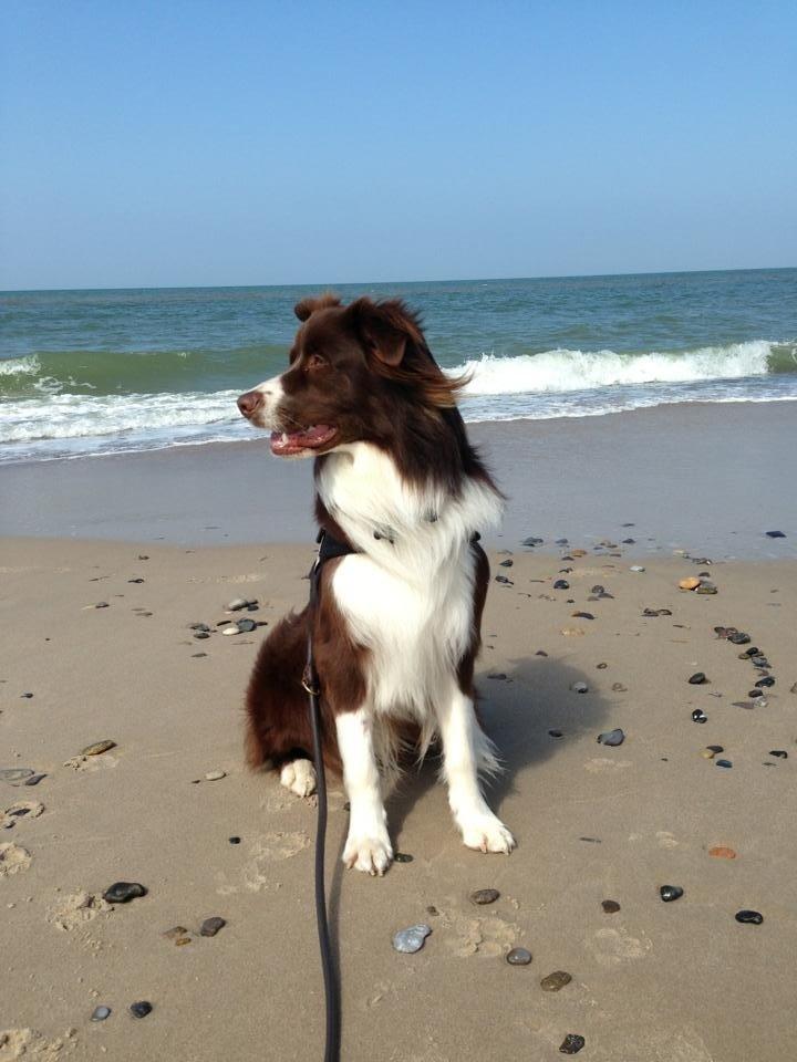 Australian shepherd Bosco billede 24