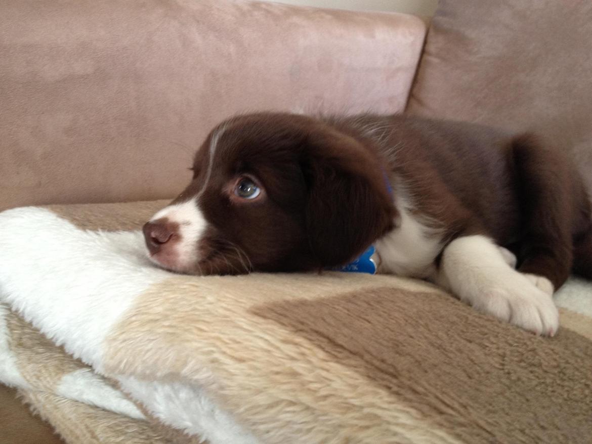 Australian shepherd Bosco billede 26