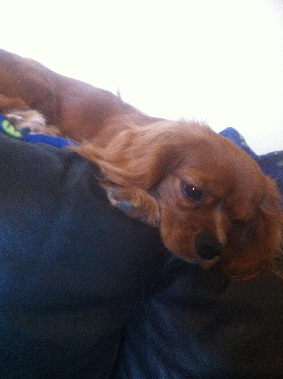 Cavalier king charles spaniel Bastian billede 1