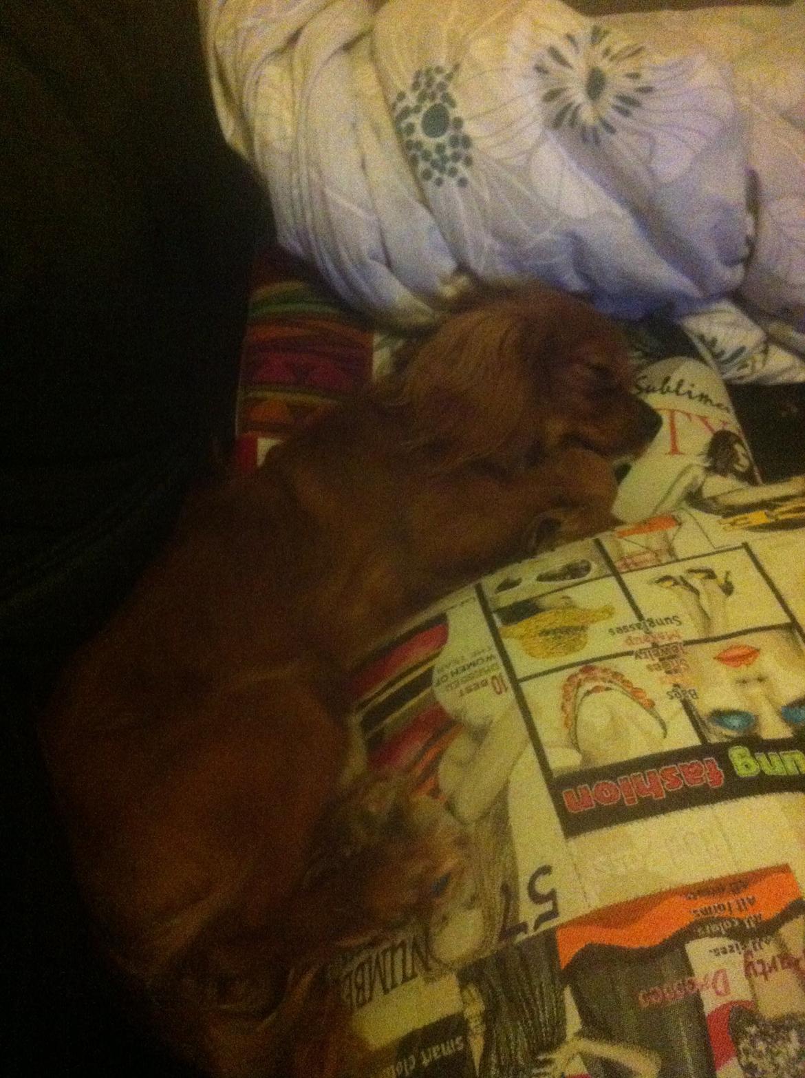 Cavalier king charles spaniel Bastian billede 2