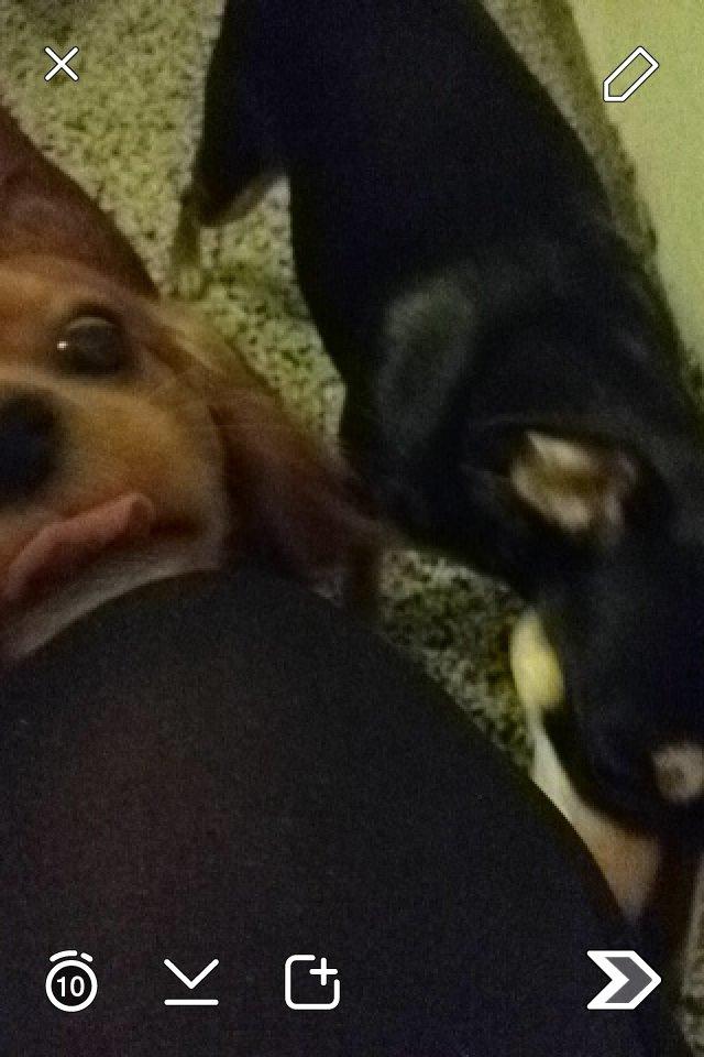 Cavalier king charles spaniel Bastian billede 3